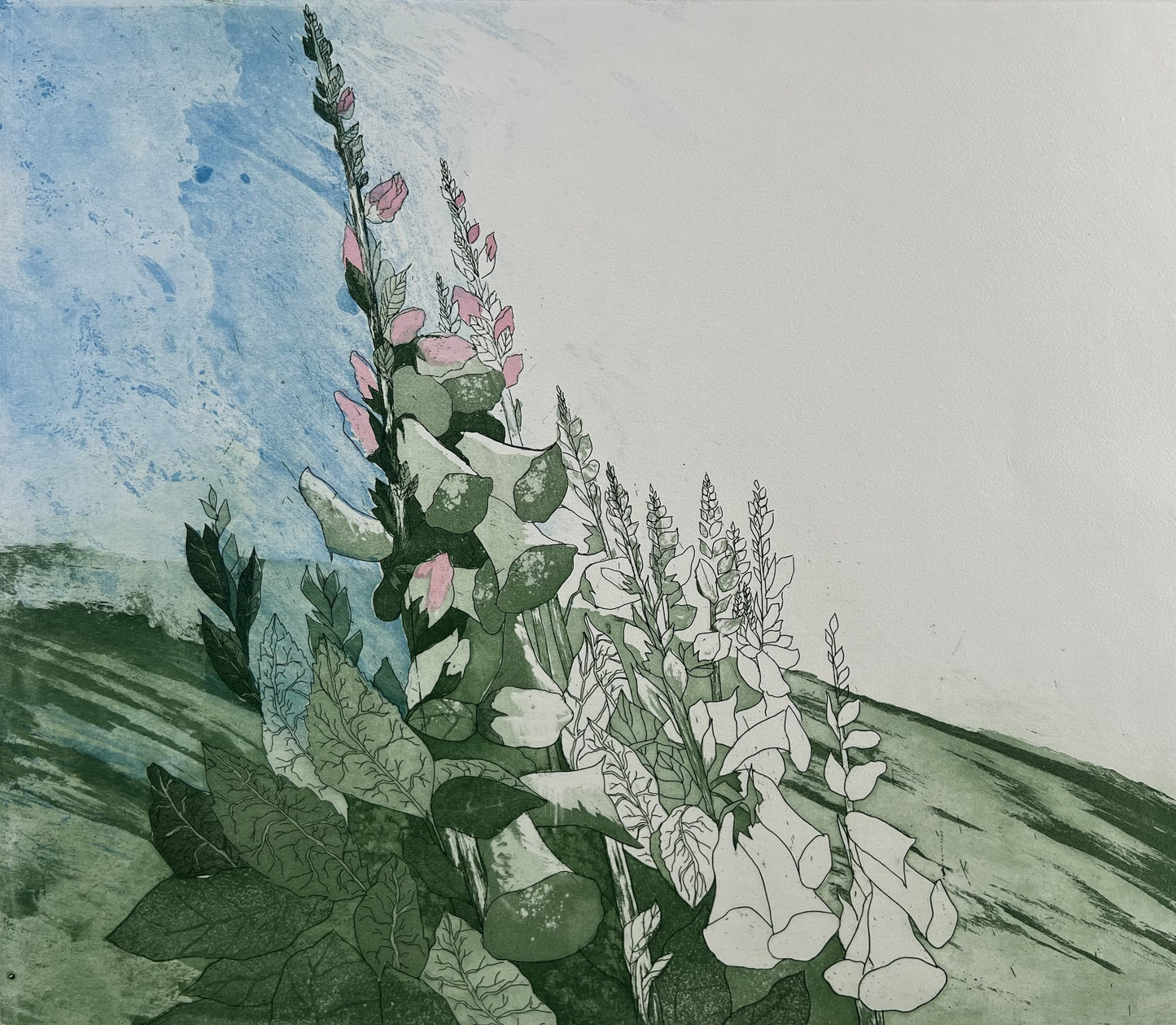 Axmann, Elisabeth, Digitalis, 38 x 42,7cm, Farbradierung