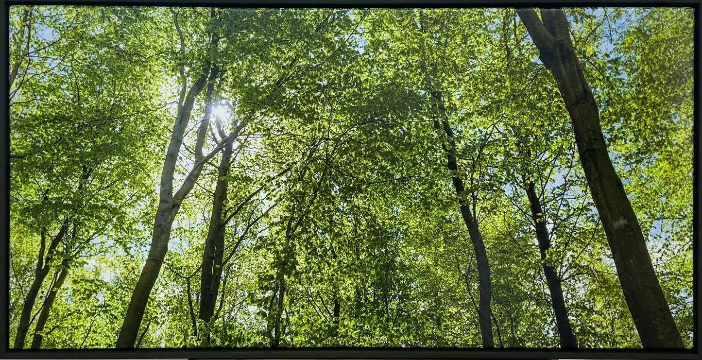 Reinstadler, Mario, Frühlingswald in Eckernförde, 55 x 100cm, 21/50, Pigmentdruck
