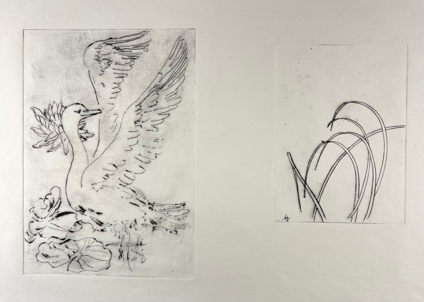 Hafner, Jonas, Schwan, 79 x 52cm, Radierung
