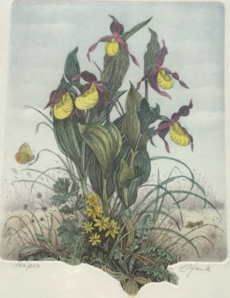 Hauck, Bernd, Frauenschuh, 44,5 x 38cm, 156/350, Radierung