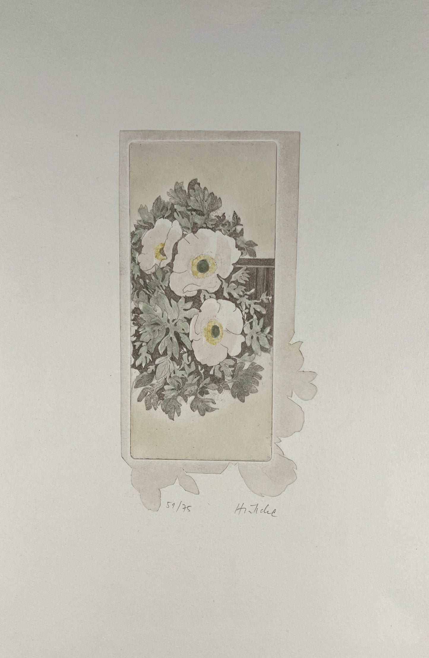 Hüttche, Sylvia, Anemonen Rosé, 39,5 x 25,5cm, 51/75, Farbradierung