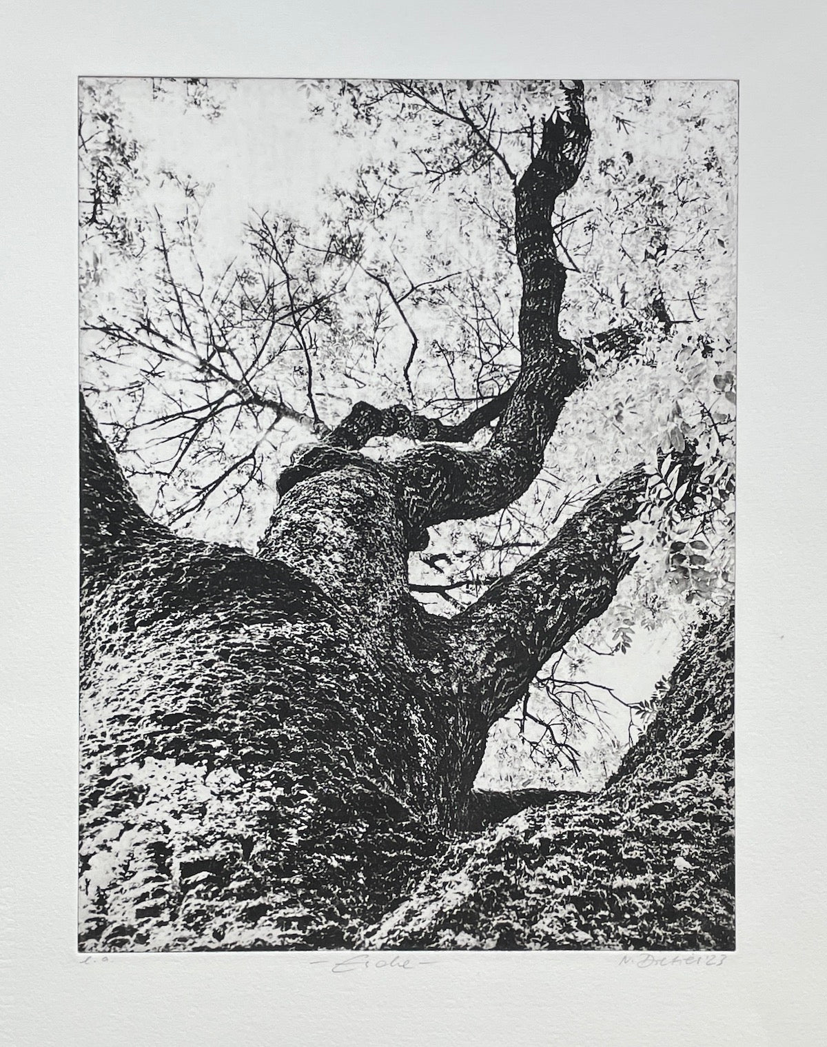 Dietrich, Nadine, Esche, Ed. e.a., Photopolymer Etching, 37 x 27 cm