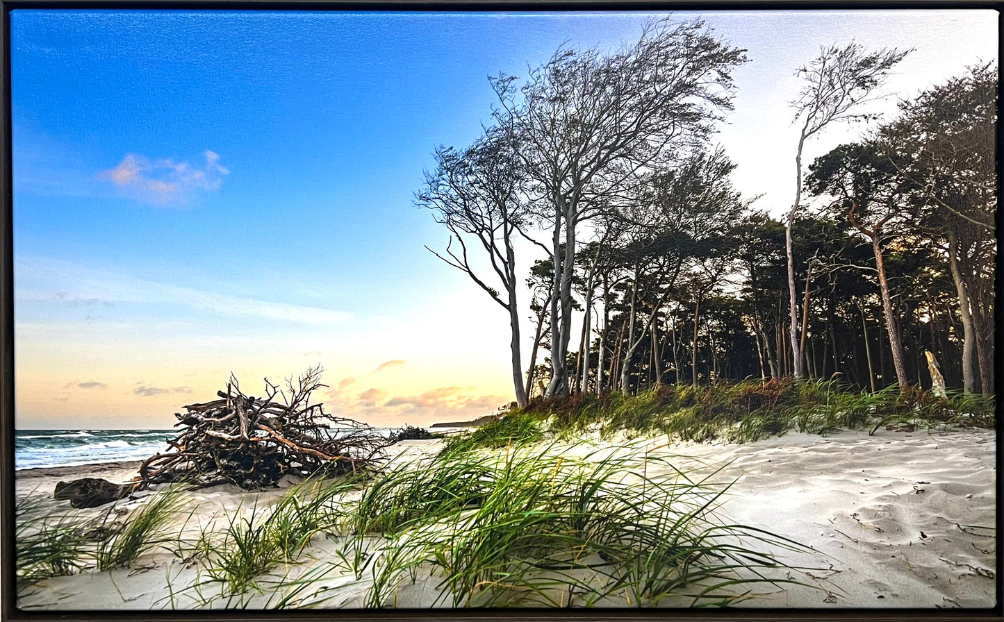 Reinstadler, Mario, Nationalpark Darß im Weststrand, 55 x 90cm, 01/50, Pigmentdruck