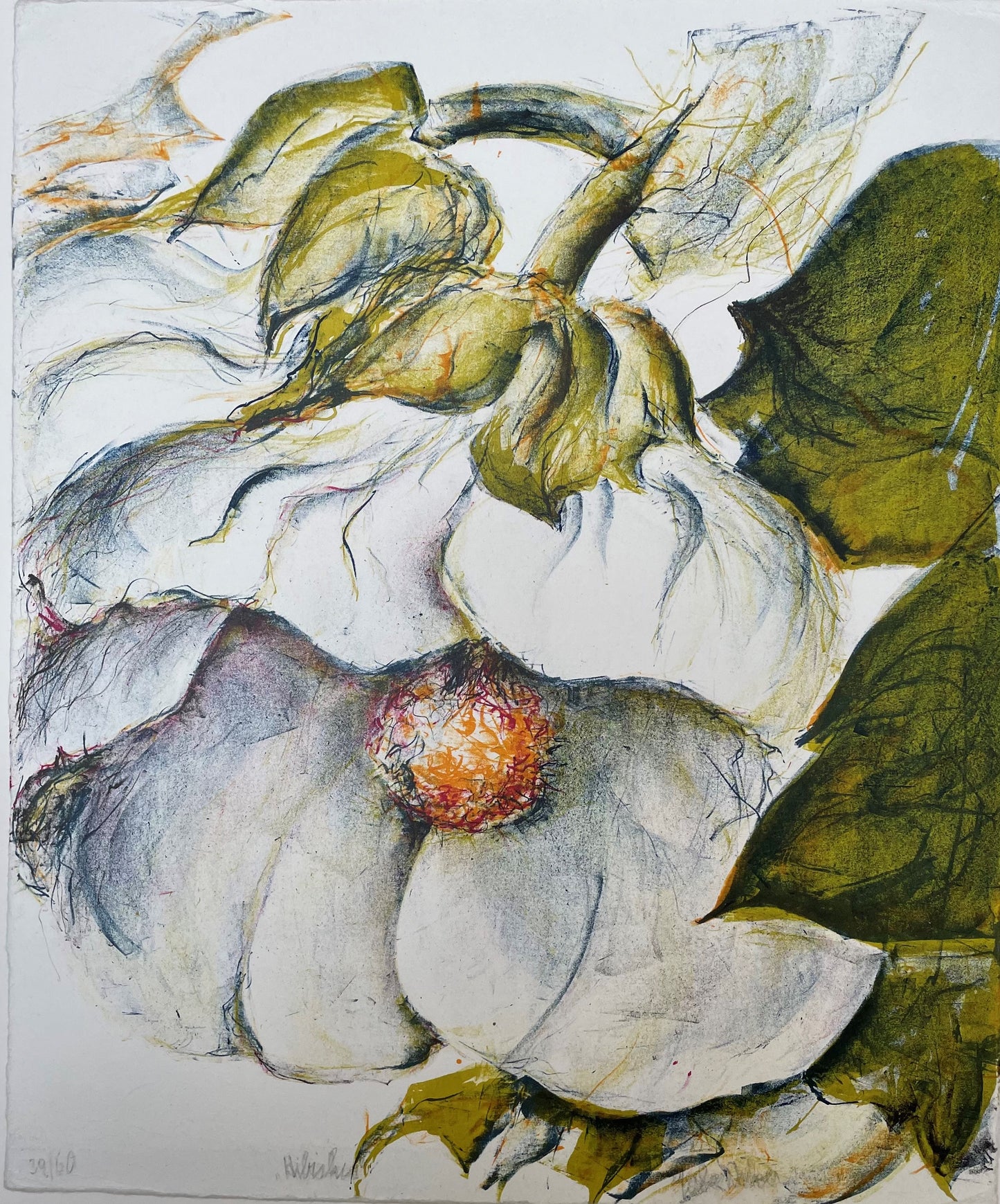 Nietzer, Gerda, Hibiskusblüte, 39,7 x 33cm, 39/70, Lithografie