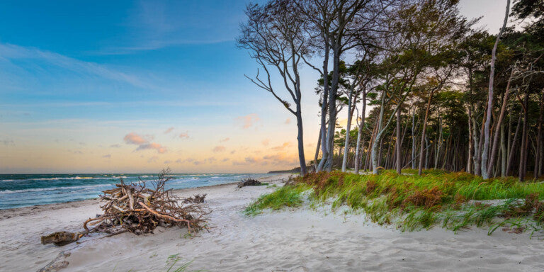 Reinstadler, Mario, Strandholz am Darß, 35 x 70cm, 05/50, Pigmentdruck