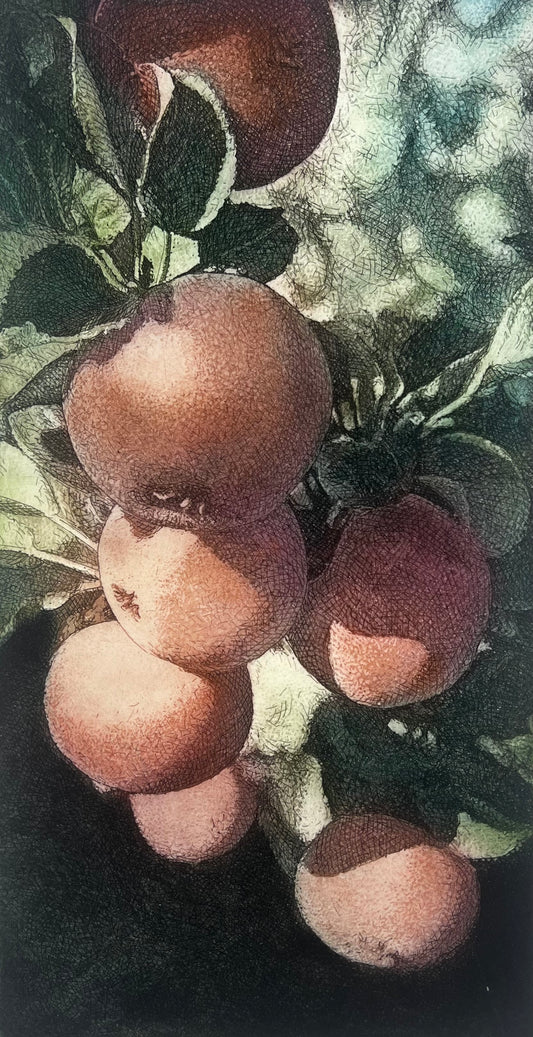 Wieland, Karl, Äpfel am Zweig, 33 x 17cm, 9/35, Farbradierung, 2006