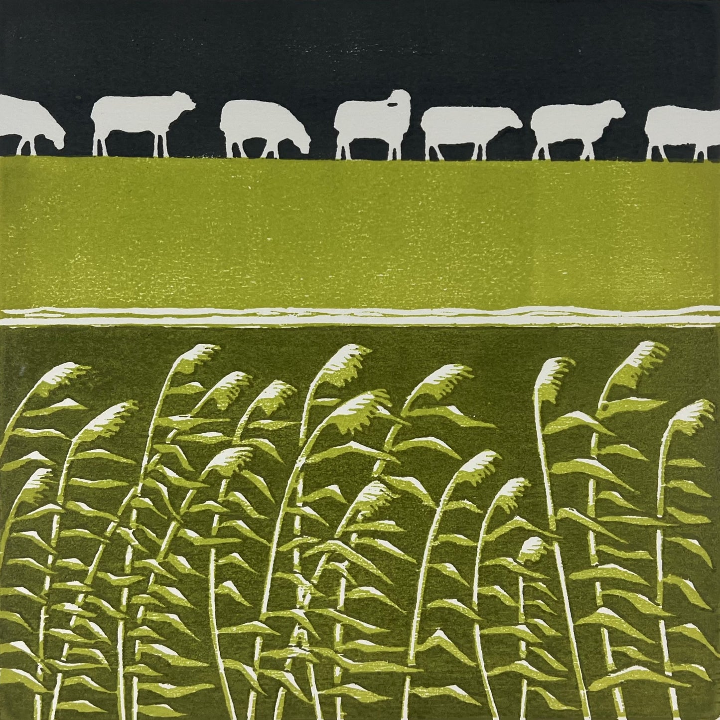 Tautz, Dieter, Deichschafe II, 30 x 30cm, 1/10, Farbholzschnitt