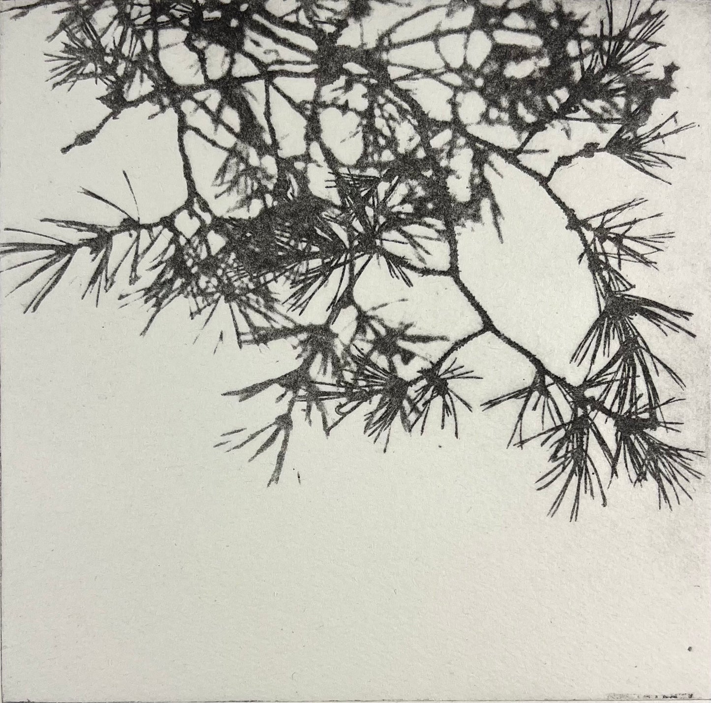 Dietrich, Nadine, Kiefer, 15 x 15cm, 6/25, Photopolymer Etching