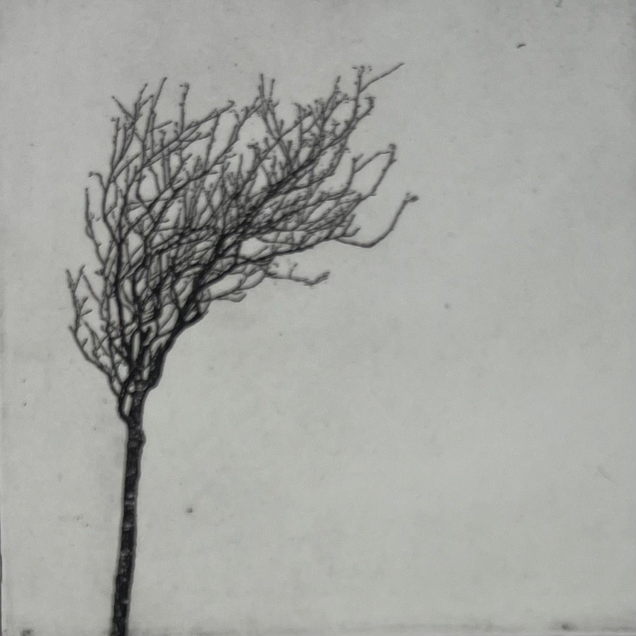 Dietrich, Nadine, Stormy, but rooted, 10 x 10cm, 6/50, Photopolymer Etching