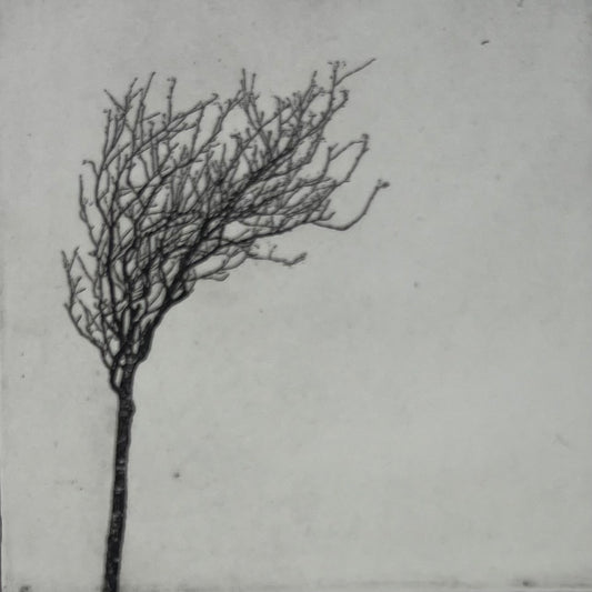 Dietrich, Nadine, Stormy, but rooted, 10 x 10cm, 5/50, Photopolymer Etching