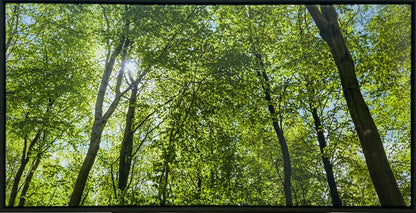 Reinstadler, Mario, Frühlingswald in Eckernförde, 55 x 100cm, 21/50, Pigmentdruck