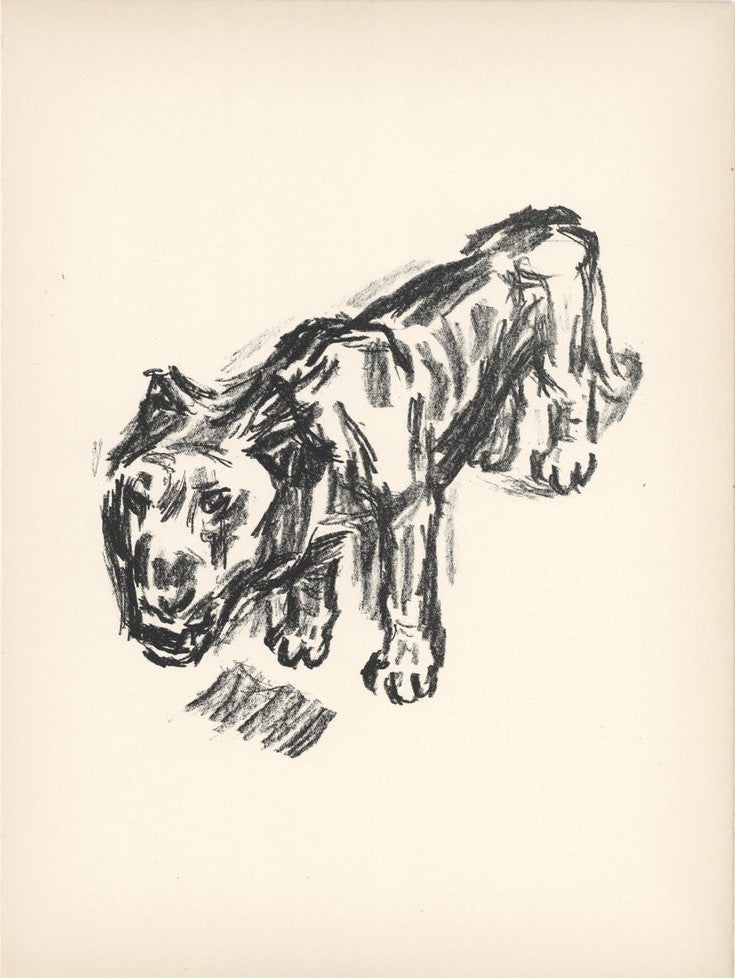 Beeh, Rene, Löwe,32,3 x 24,4cm, Lithografie, 1920