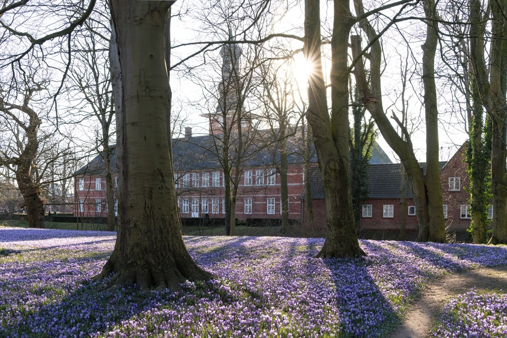 Rowek, Wencke, Krokusblüte mit Schloss im Gegenlicht (inkl. PP), 20 x 30cm, Fotografie