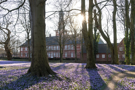 Rowek, Wencke, Krokusblüte mit Schloss im Gegenlicht (inkl. PP), 20 x 30cm, Fotografie