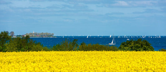 Reinstadler, Mario, Raps mit Seglern vor Laboe, 06/50, 35 x 80cm, Sign. Pigmentdruck